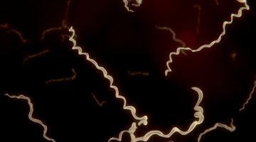 Treating Lyme Disease With Red Light Therapy
