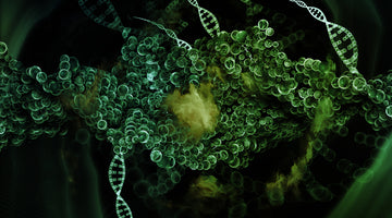Reducing Zombie Cells: How Damaged Chromosomes Impact Health.