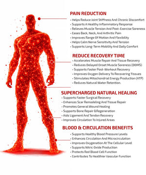 the anatomy of a man's body explaining the best red light therapy treatments of 2026.